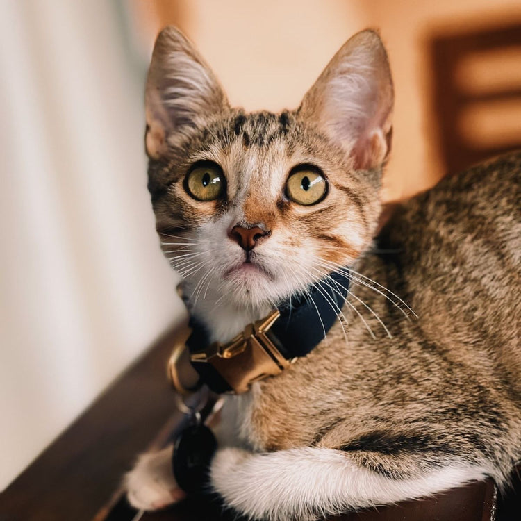 Collares para Gatos