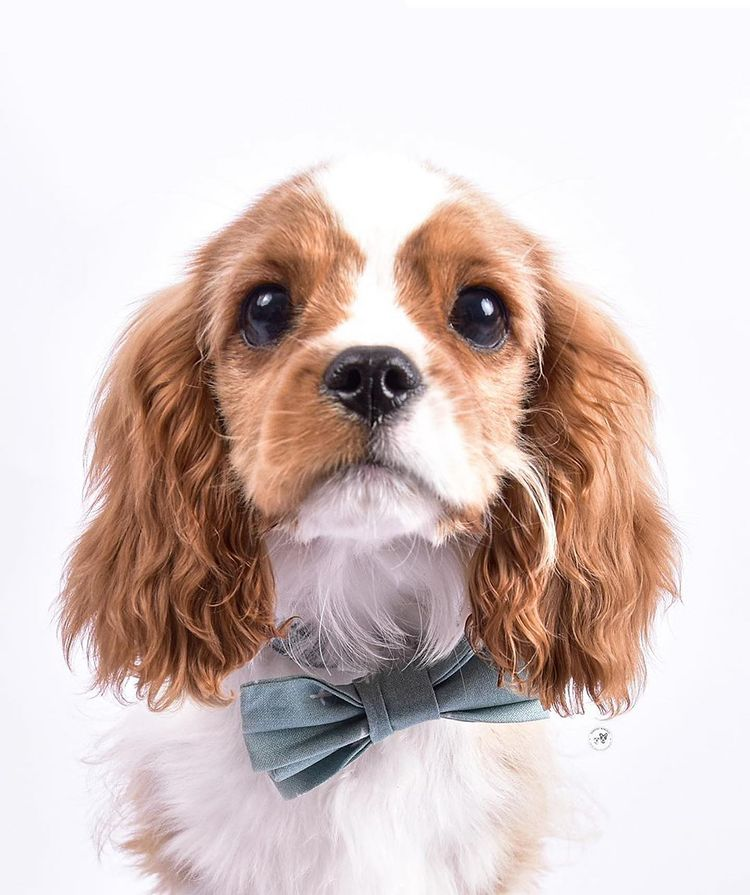 Bow Ties