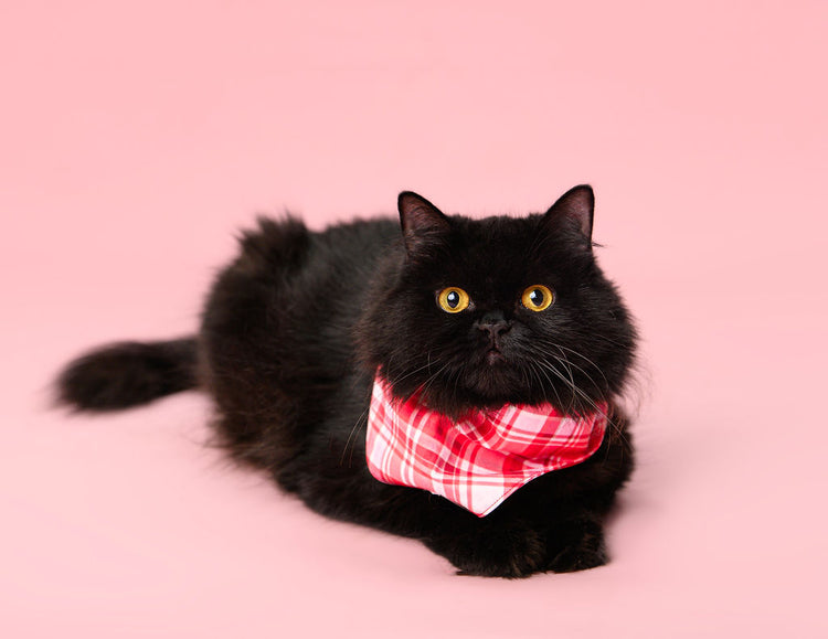 Bandanas para Gatos