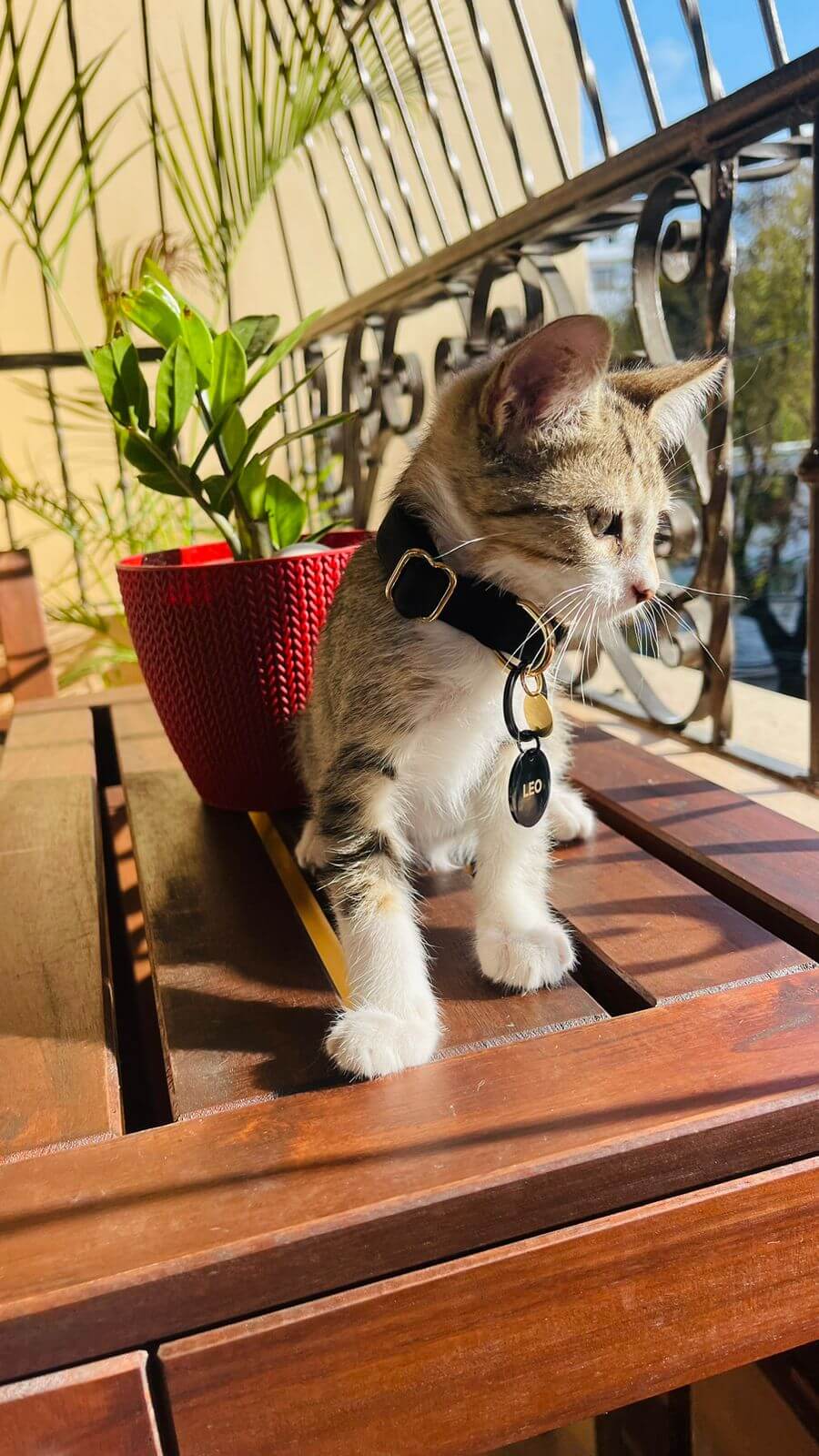 Caviar Cat Collar