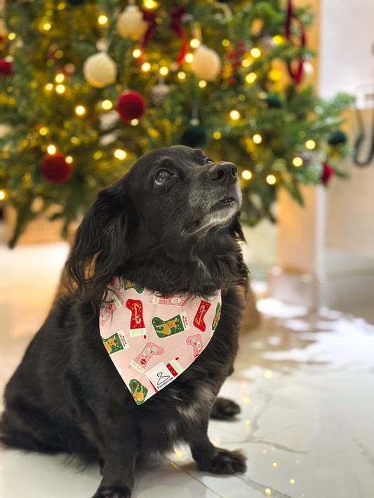 Zeus in Puppy Stockings Bandana