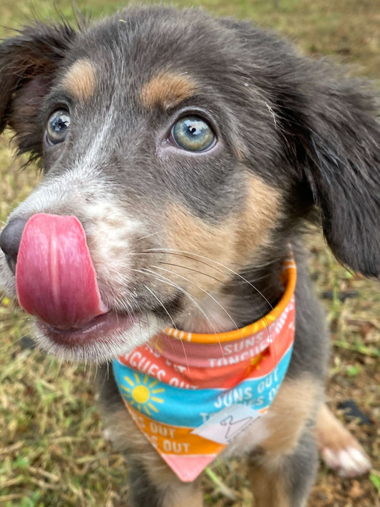 Suns Out Dog Bandana