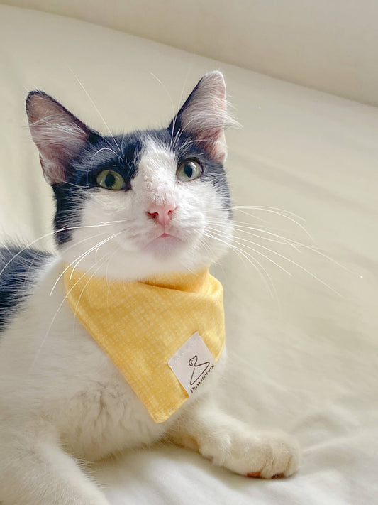Honey Cat Bandana