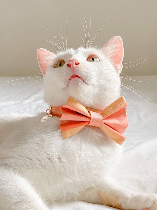 Papaya Cat Bow Tie