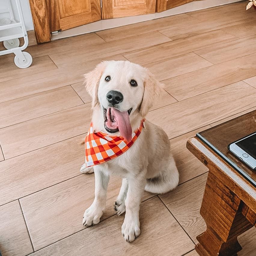 Red Candy Cane Dog Bandana