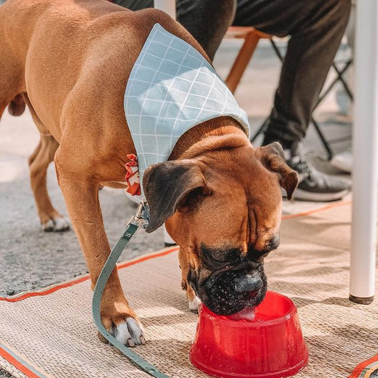 Mint Stripes Dog Bandana