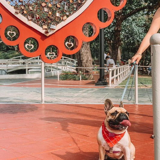 Red Stripes Dog Bandana
