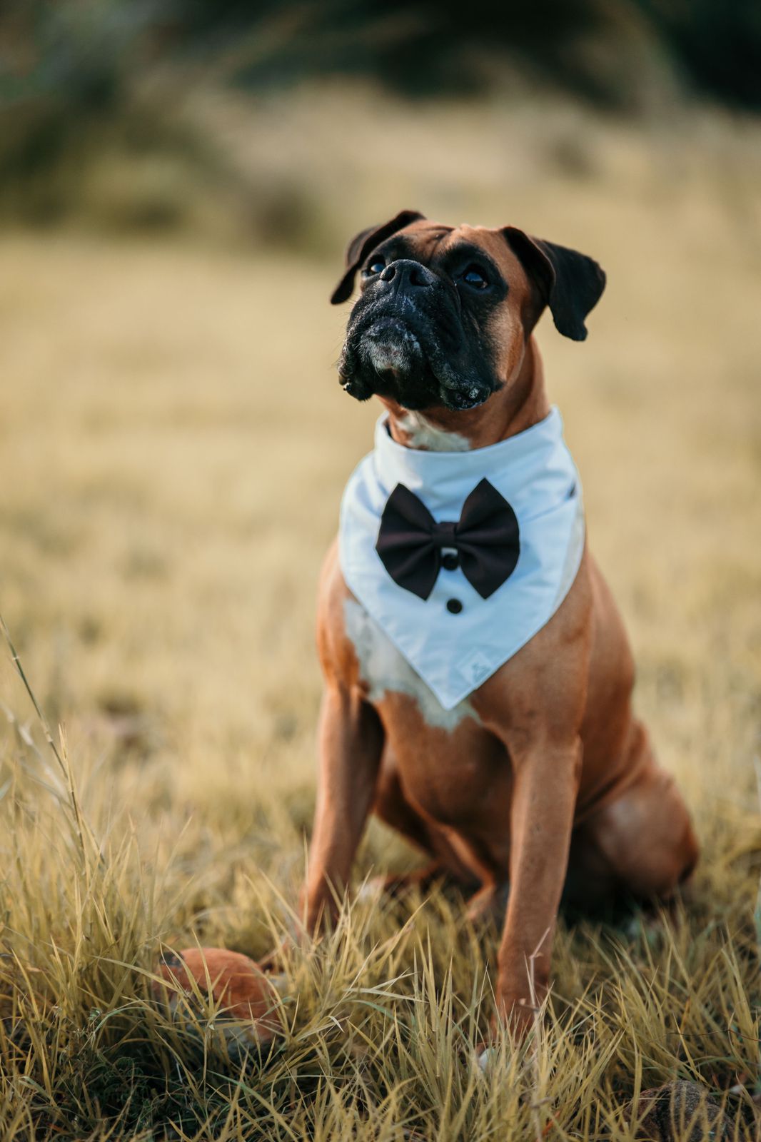 Smoking Dog Bandana