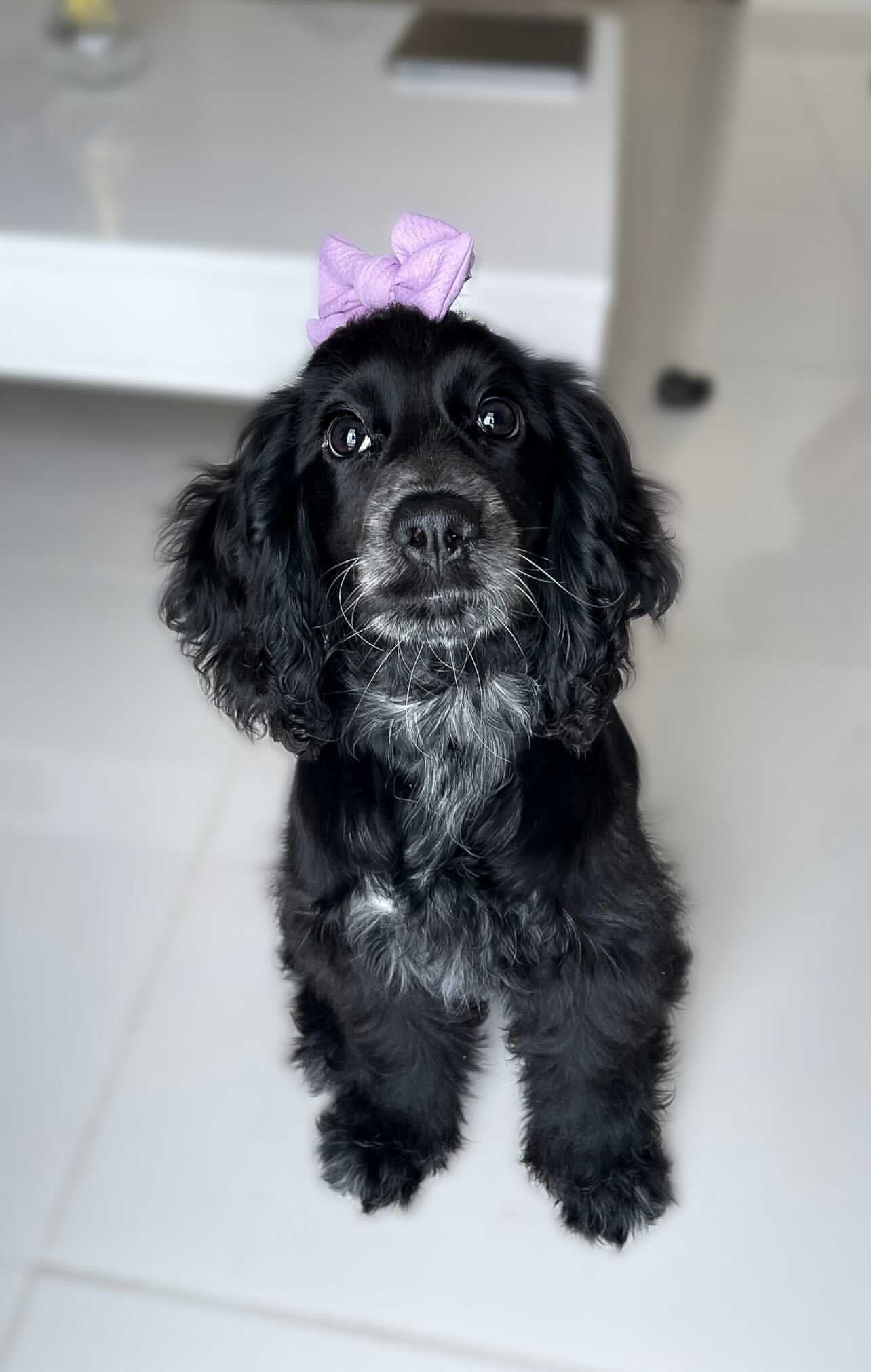 Solid Hair Bows