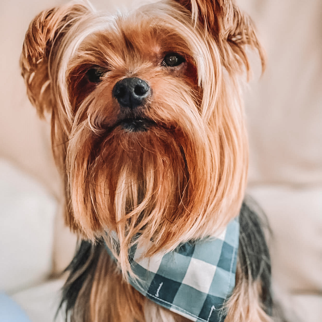 Green Candy Cane Dog Bandana