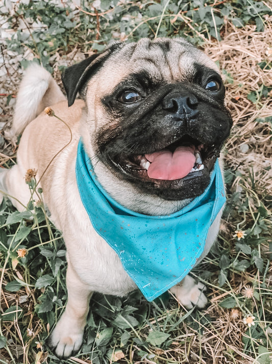 Birthday Boy Dog Bandana