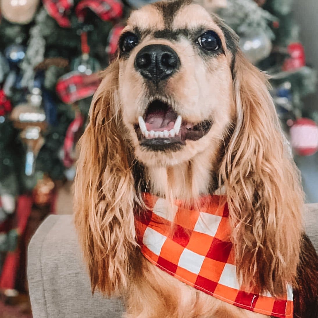 Red Candy Cane Dog Bandana