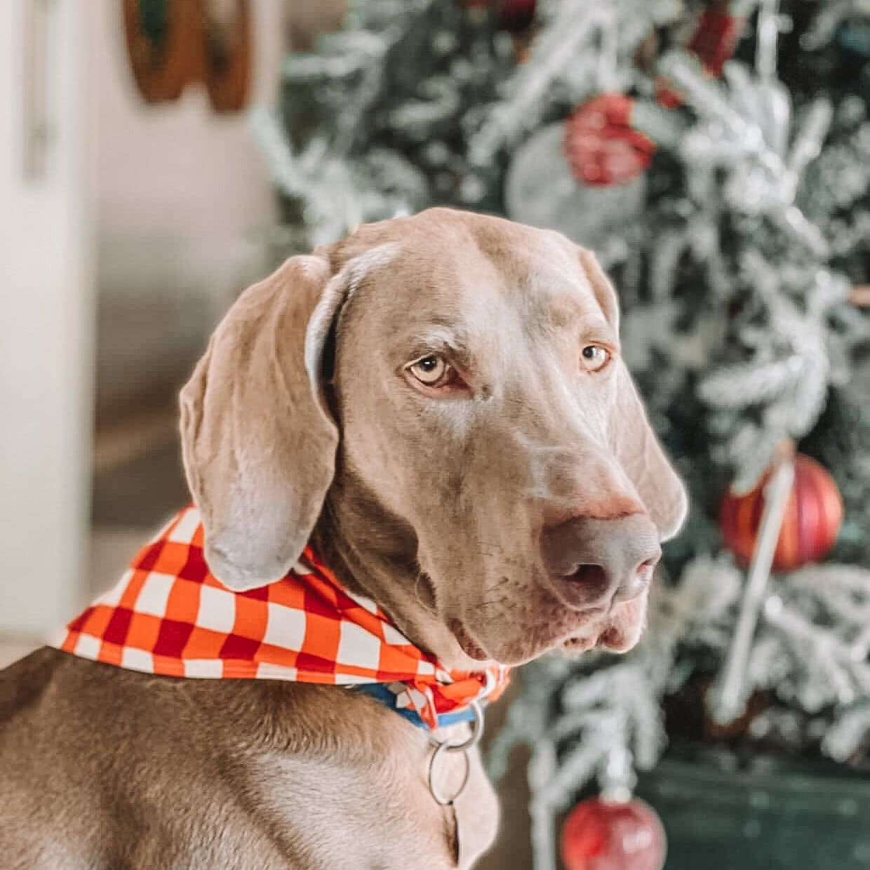 Red Candy Cane Dog Bandana