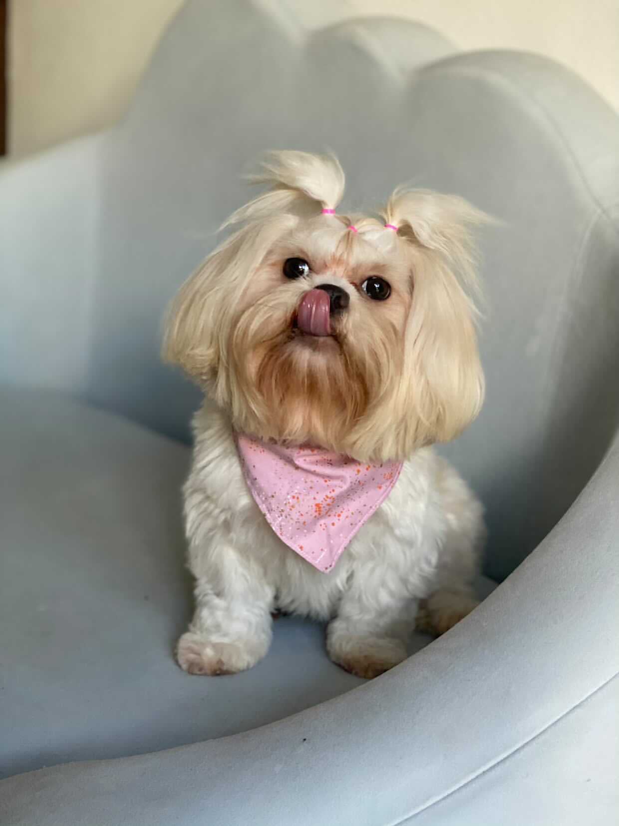 Birthday Girl Dog Bandana