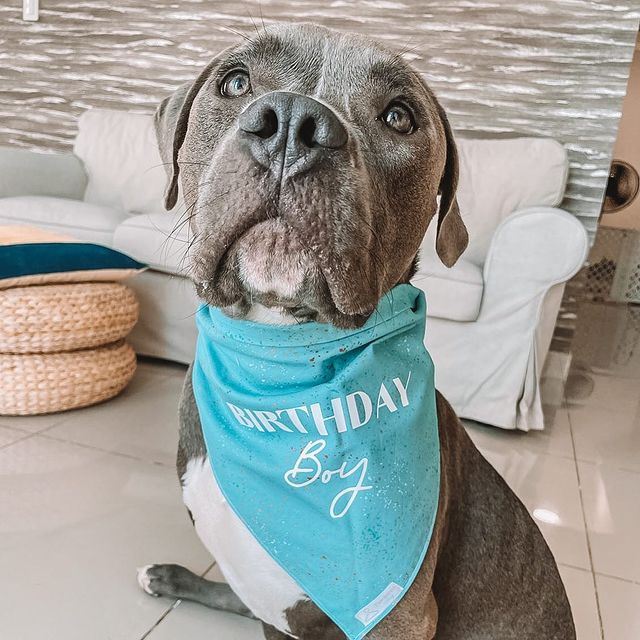 Birthday boy bandana