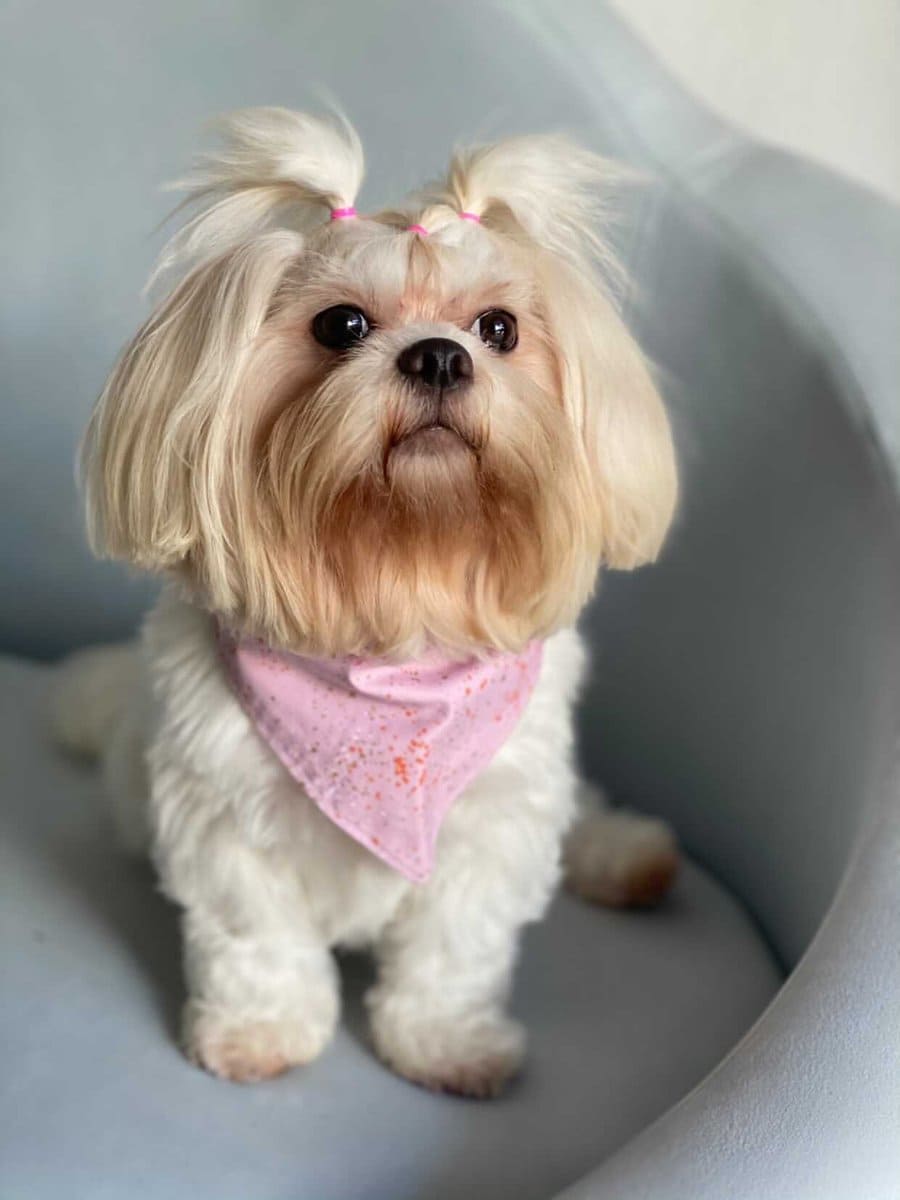 Birthday Girl Dog Bandana