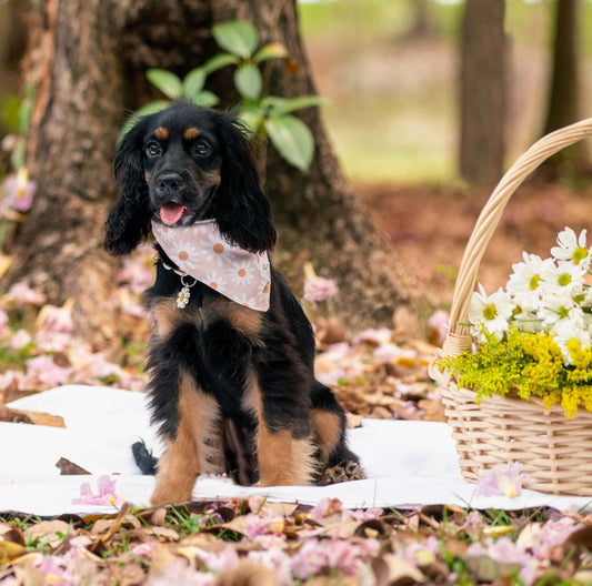 Pink Daisies Dog Bandana