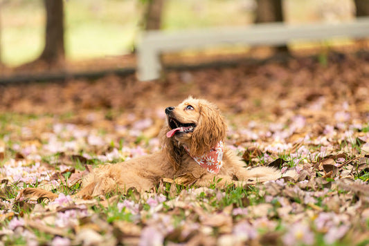 Tan Daisies Dog Bandana
