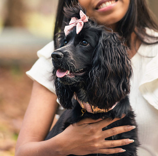 Buttercup Dog Collar