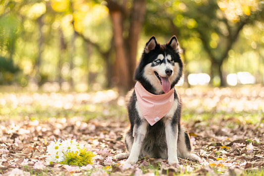 Buttercup Dog Bandana