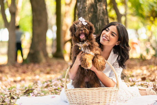 Pink Daisies Dog Collar