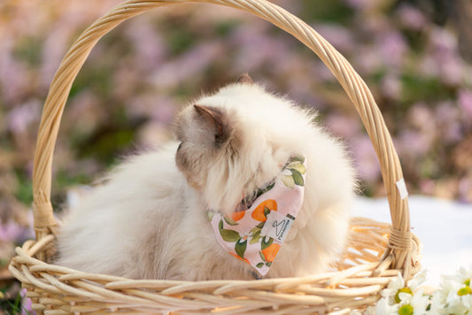 Clementine Dog Bandana
