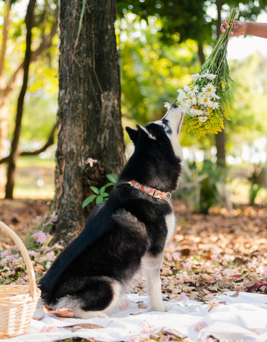 Tan Daisies Dog Collar