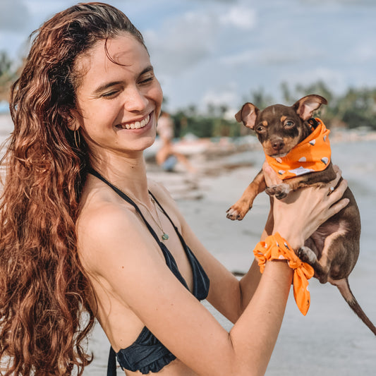 Berry Hot Scrunchie Chihuahua con la humana