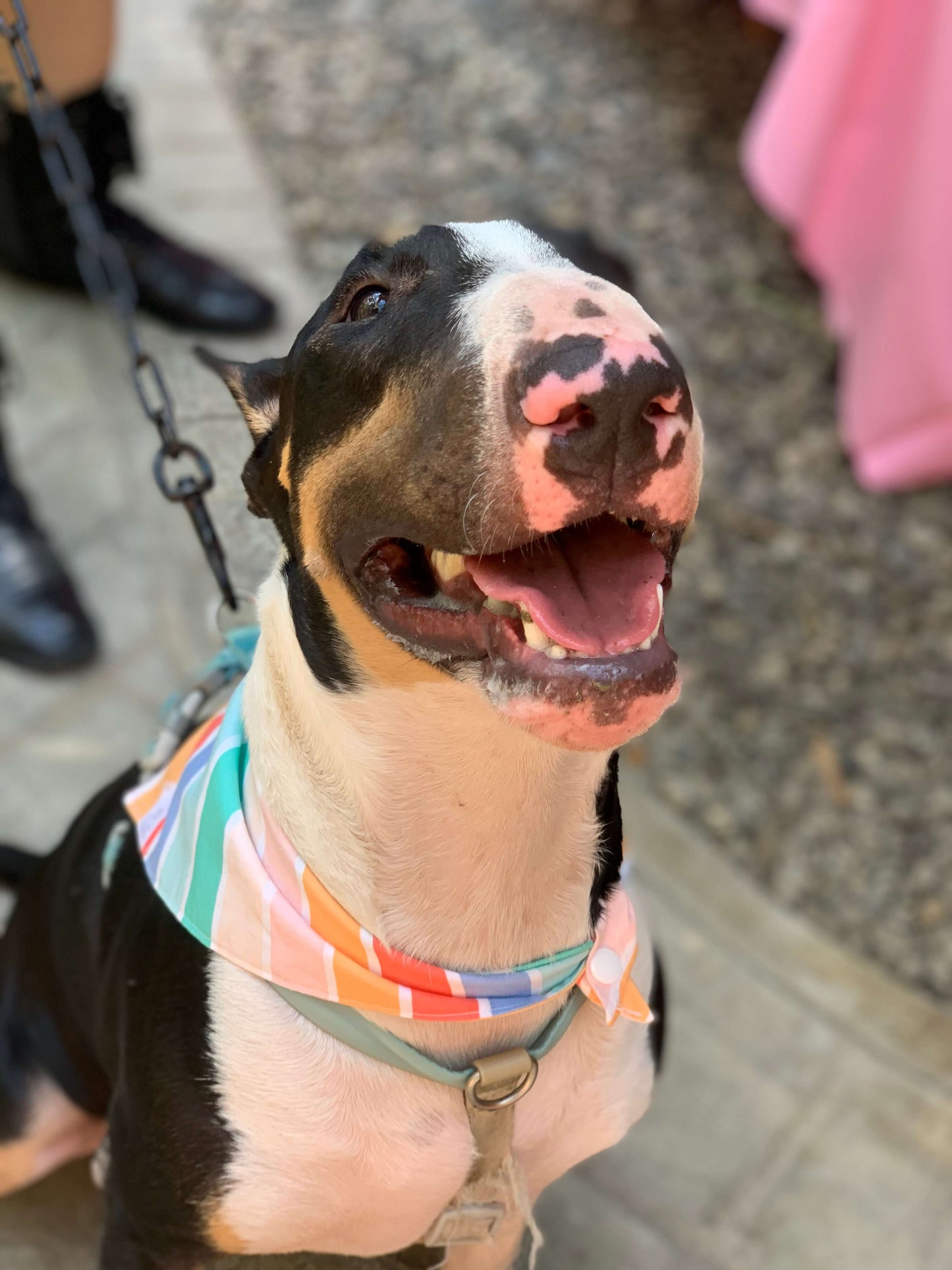 Pride Dog Bandana