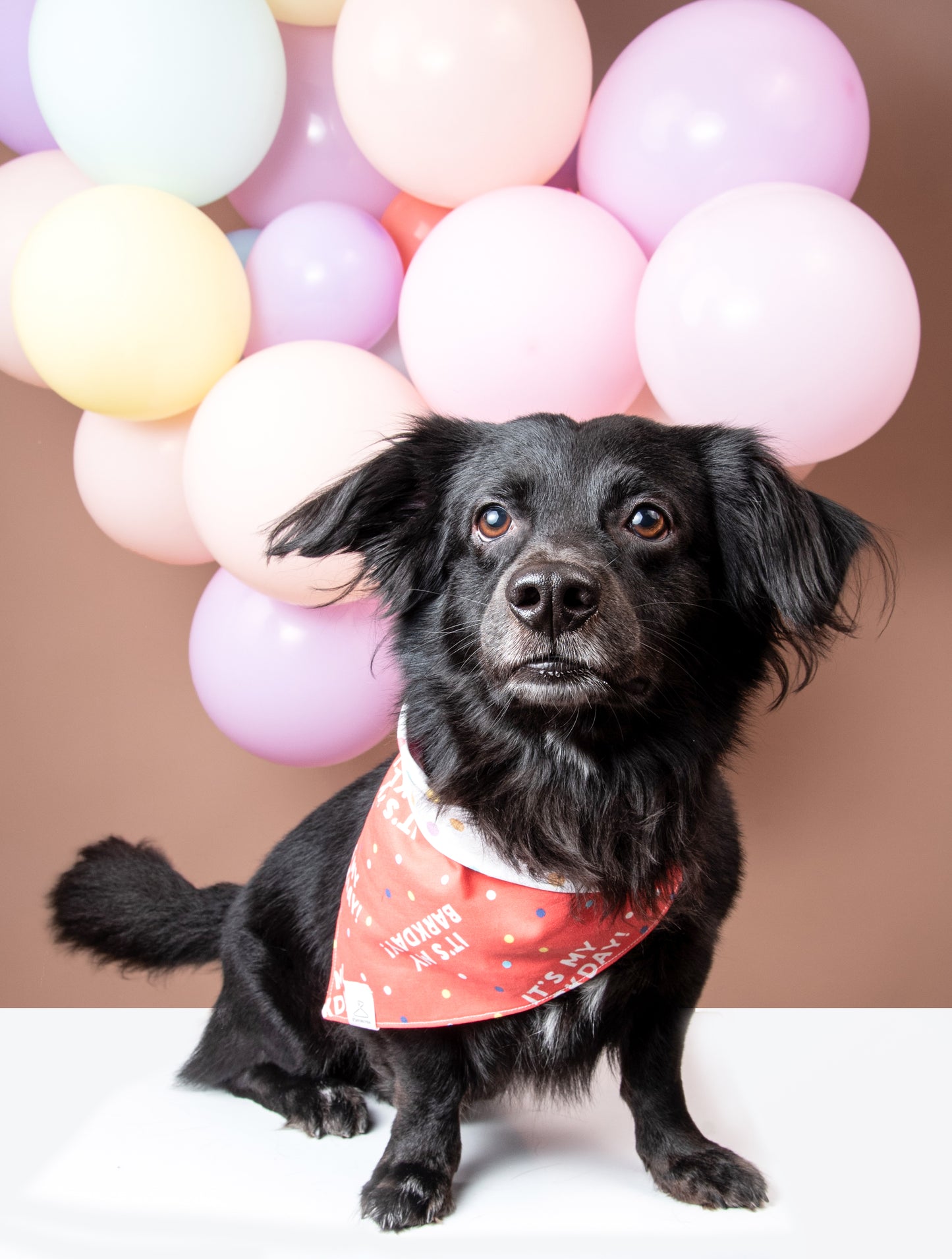 Barkday Dog Bandana
