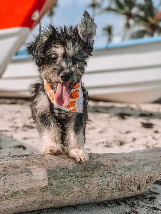 Lemonade Dog Bandana