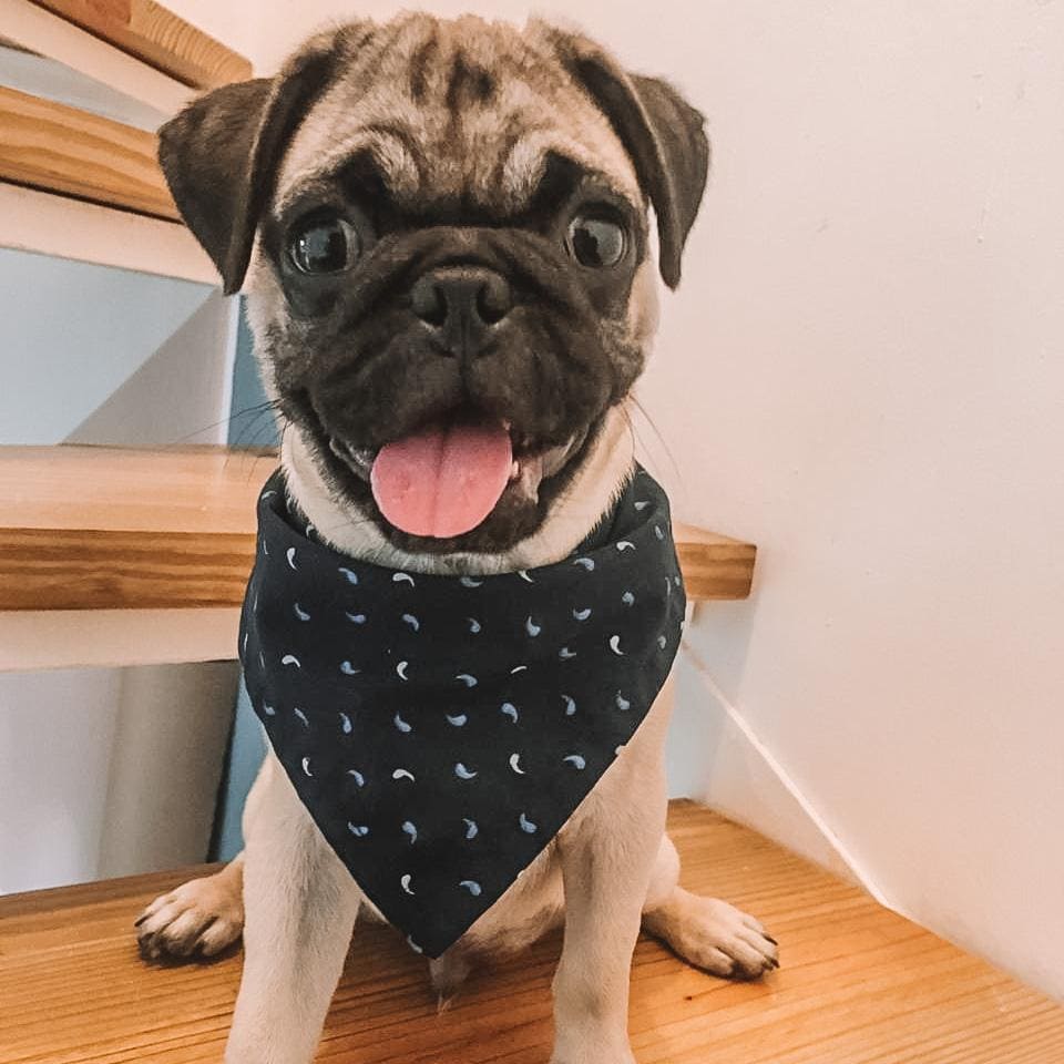 YinYan Dog Bandana