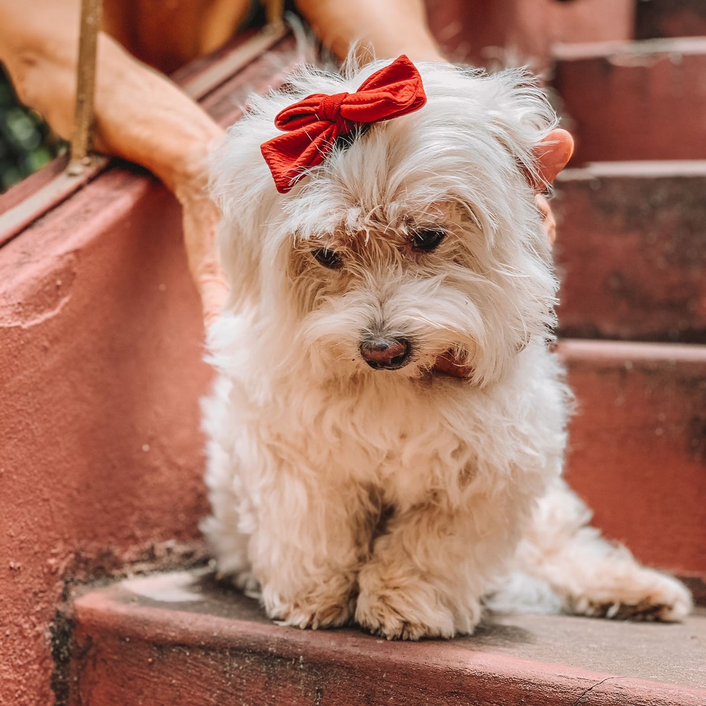 Solid Hair Bows