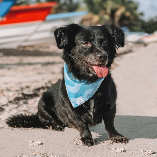 Zeus con su Beach Please