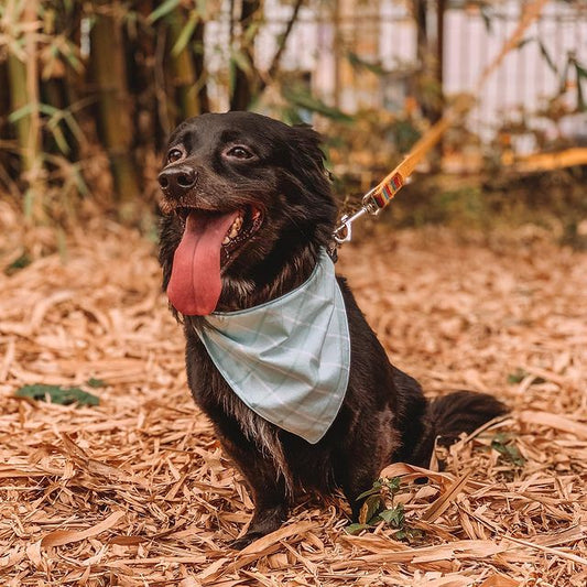 Zeus en su Aqua Stripes Bandana