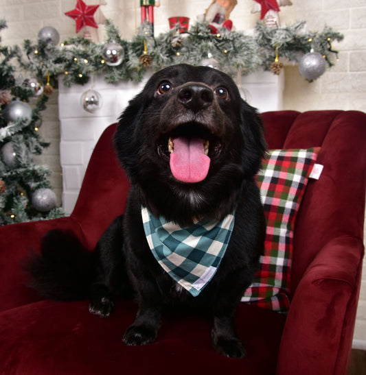 Green Candy Cane Dog Bandana