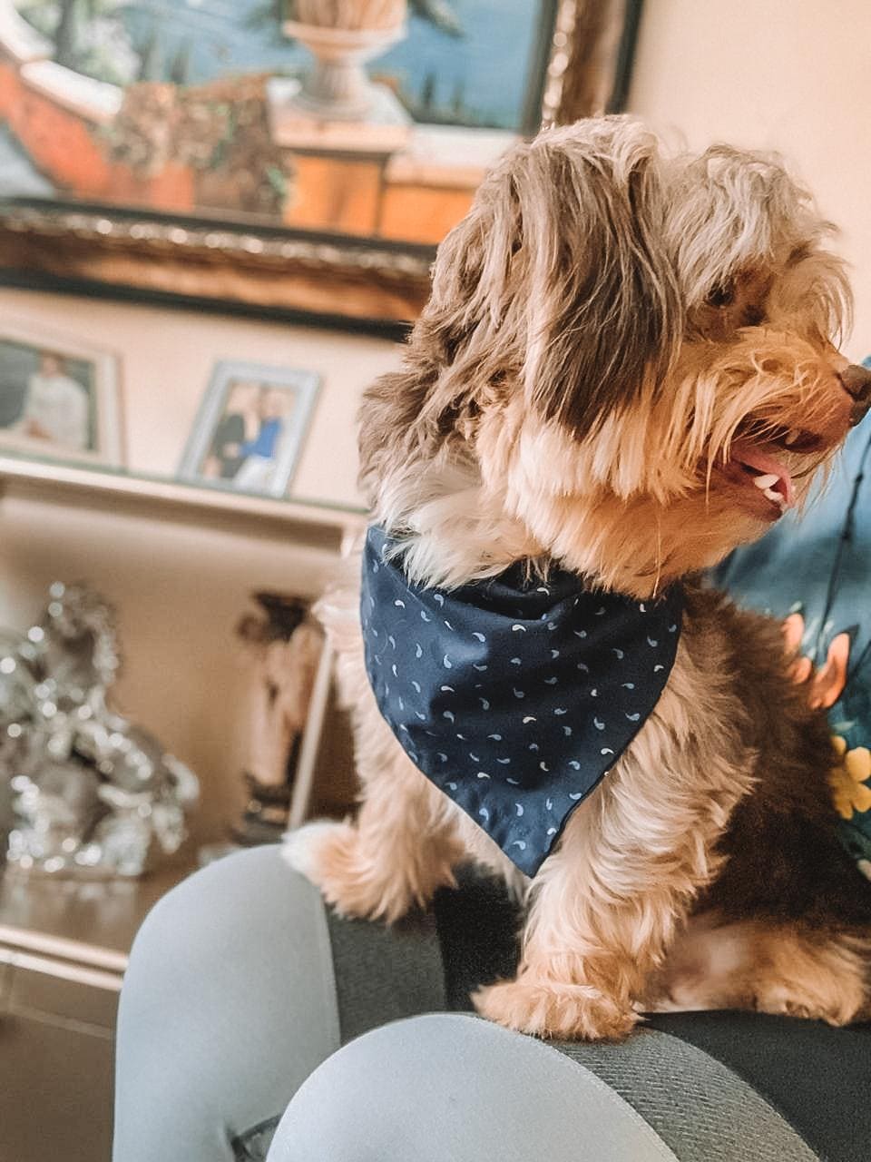 YinYan Dog Bandana