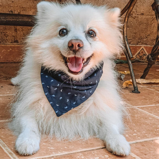 YinYan Dog Bandana