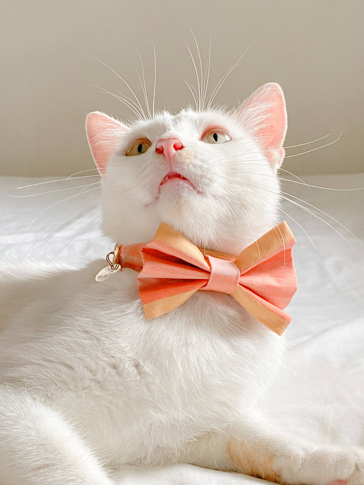 Bow Ties para Gatos